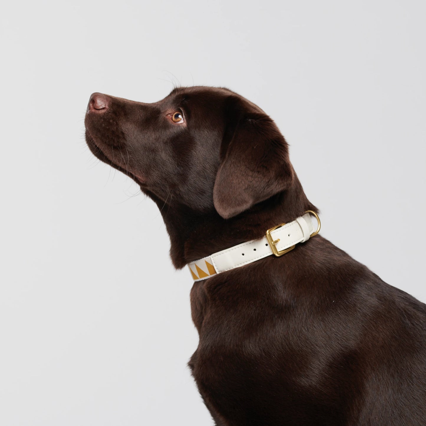 Nice Grill Dog Collar