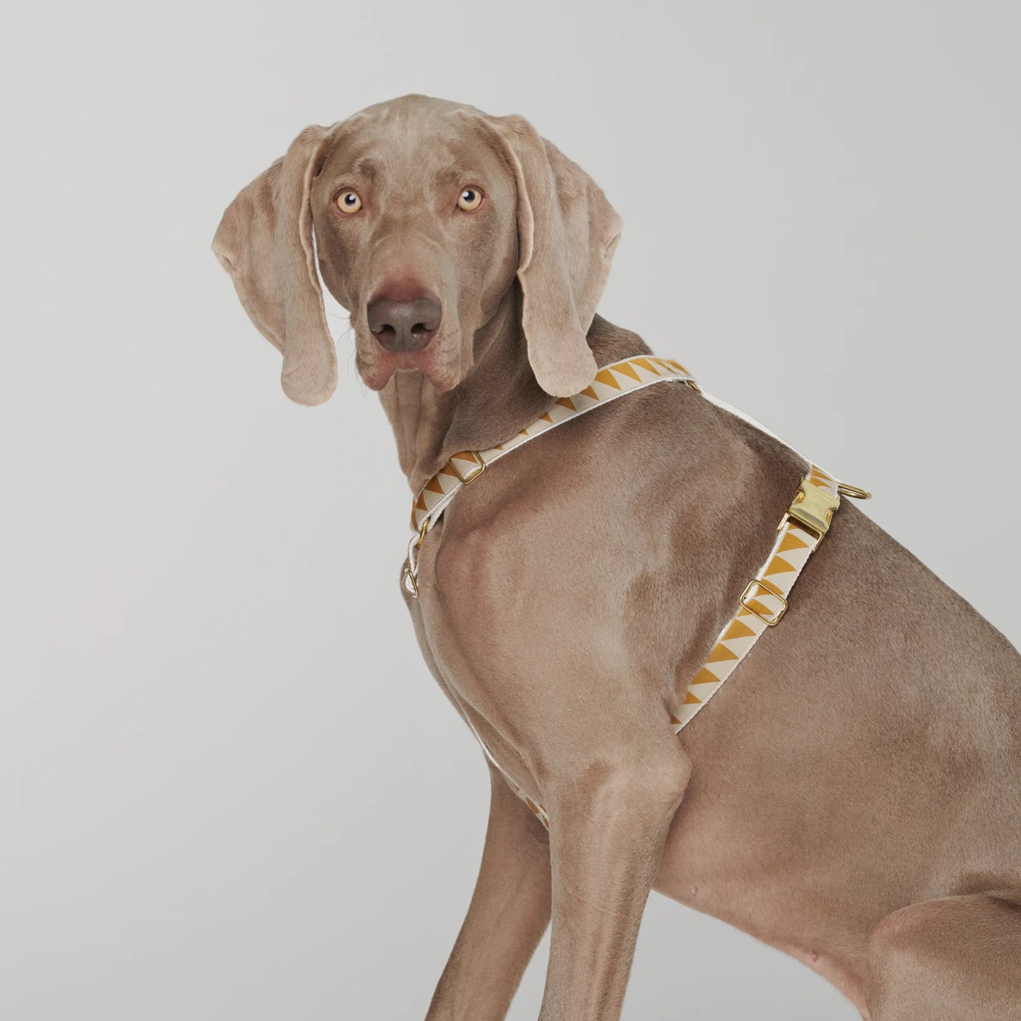 Nice Grill Dog Harness